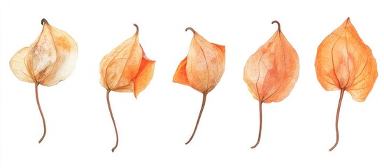 Pressed dried physalis flowers arranged on a white background ideal for scrapbooking, floristry, or herbarium projects.