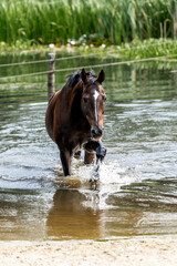 horse equine in natural habitat environment pony 