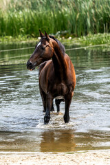 horse equine in natural habitat environment pony 