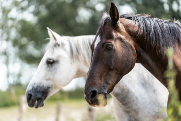 Obraz premium horse equine in natural habitat environment pony 