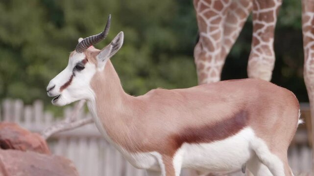 Springbok Antelope Chewing on Grass