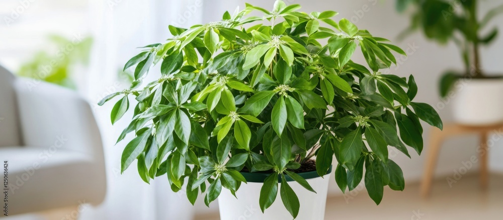 Poster schefflera arboricola lush green foliage in a modern indoor setting adding a tropical touch to home 