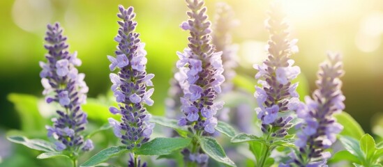 Obraz premium Delicate mauve wildflowers blooming in soft sunlight with a vibrant green background creating a serene and uplifting atmosphere.