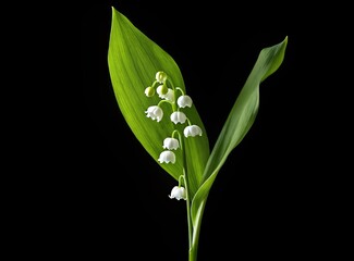 Lily of the Valley Flower Isolated on Black Background, Elegant Muguet with Green Leaves, Clipping Path Included for Women's Day and Mother's Day Designs