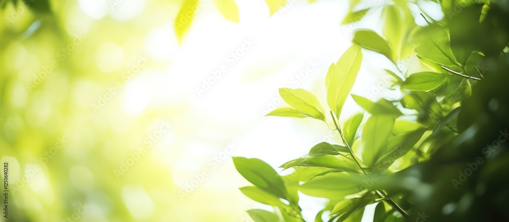 Poster lush green deciduous forest leaves with sunlight creating a serene natural background ideal for spri