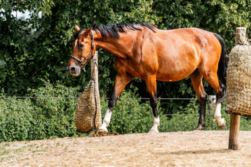 Obraz premium horse equine behaviour living environment pretty summer green natural