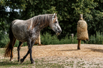 Obraz premium horse equine behaviour living environment pretty summer green natural