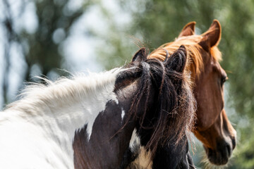 horse equine behaviour living environment pretty summer green natural