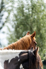 horse equine behaviour living environment pretty summer green natural