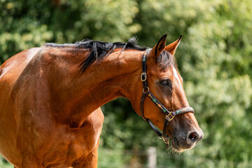 Fototapeta premium horse equine behaviour living environment pretty summer green natural