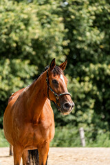 Obraz premium horse equine behaviour living environment pretty summer green natural