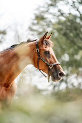 Obraz premium horse equine behaviour living environment pretty summer green natural