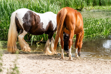horse equine behaviour living environment pretty summer green natural