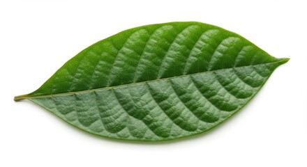Obraz premium green leaf isolated on white