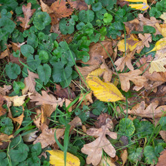 Colorful fallen autumn leaves as texture, background, template