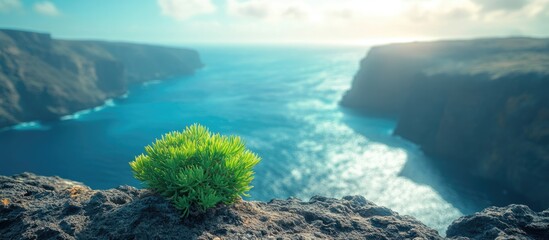 Curtains Green plant thriving on cliff edge with blurred turquoise sea in background, Santa Cruz, Canary Islands, Spain, showcasing nature's resilience.