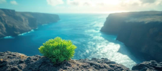 Peel and stick wall murals Green plant thriving on cliff edge with blurred turquoise sea in background, Santa Cruz, Canary Islands, Spain, showcasing nature's resilience.