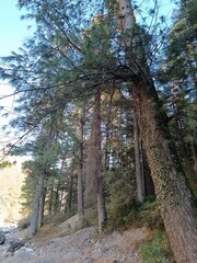 forest, tree, nature, trees, path, green, landscape, road, spring, park, woods, wood, autumn, leaf, summer, pine, foliage, footpath, light, leaves, hiking, sun, plant, walk, outdoor
