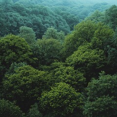 Lush Green Forest Landscape on a Hillside