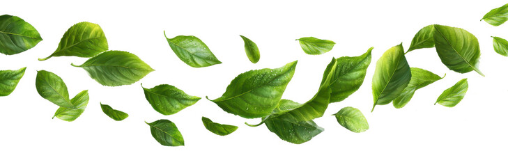 Obraz premium wind blowing green leaves on air isolated on transparent background