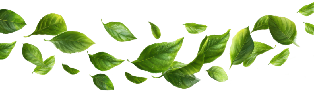 wind blowing green leaves on air isolated on transparent background