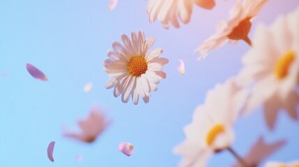 Ethereal Floral Festivity Fresh Spring Daisies Against Soft Blue - Spring Equinox and Cherry Blossom Celebrations for Event Decor and Seasonal Marketing