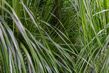 Close-Up of Palm Leaf Texture