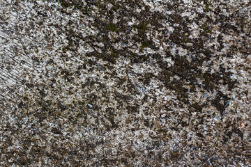 Black Stain of Dry Moss or Lichen on Rough Textured Plaster Concrete