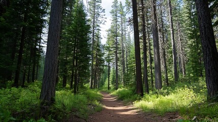 Obraz premium Peaceful hiking trail surrounded by tall trees and lush greenery in a beautiful forest : Generative AI