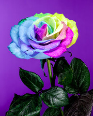 Vibrant Rainbow Rose on Purple background