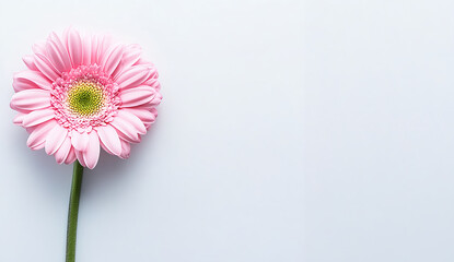Beautiful pink gerbera flower isolated on a white background, top view. PNG file of the same color. 