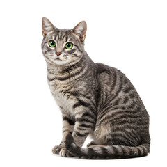 Obraz premium Gray Tabby Cat Sitting Isolated on White Background