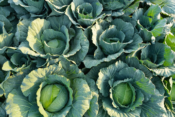 Obraz premium Cabbage closeup. freshly growing cabbage field, cabbage harvest concept. Close up of organic green vegetable growing on the black soil