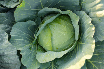 Obraz premium Home grown cabbage in basket which grew with compost and natural care to serve as family food.