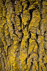 tree bark covered with moss