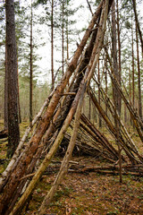 wooden shelter in pine forest