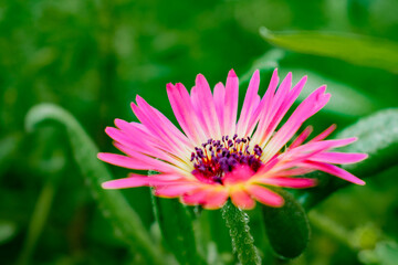 Obraz premium Bright pink flower in summer garden closeup