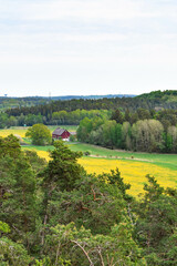 rural Swedish landscape with yellow field and red barn