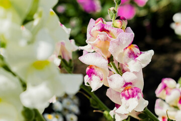 pink and white snapdragon flowers blooming in summer garden