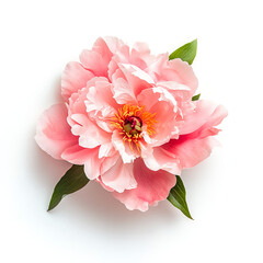 Peony flower, pastel pink in color, top view, white background, high-resolution photography 
