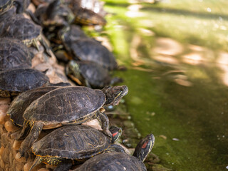 Obraz premium cute turtles in the pond