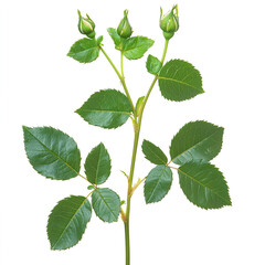 Fototapeta premium The long, green rose leaf, with the entire length of one side and two leaves on it, is isolated against a white background. The leaves have a strong texture, slightly curved to form an S shape, 