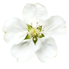 Fototapeta premium Closeup of a Delicate White Apple Blossom Flower Bloom