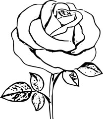 hand drawn vector illustration of a rose