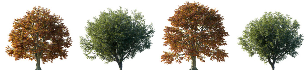 Fagus longipetiolata tree isolated png on a transparent background nature cutout (South Chinese Beech or Long-Stalked Beech)