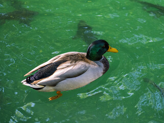 cute duck in the lake