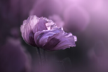 Purple Poppies Swaying in the Wind 