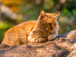 a yellow cat lying on a tree
