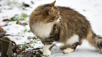fluffy, ginger cat with white breasts and green eyes. stands on the street in winter on white snow. close-up, domestic animal, beautiful cat. homeless animals, stray street cat