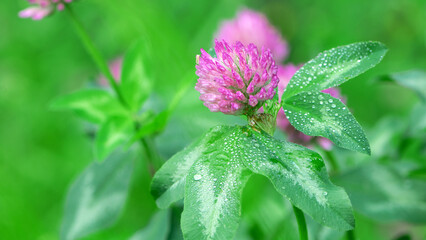 Red Clover, Trifolium pratense, in a typical meadow environment. delicate flower, on a light green natural background, with drops after rain, morning dew, moisture on the petals. macro nature.